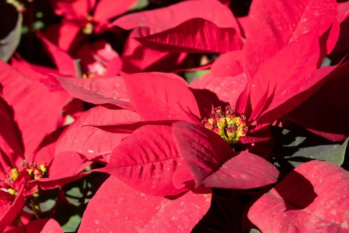 2 What Is The Symbolism Of The Color Of Poinsettia?