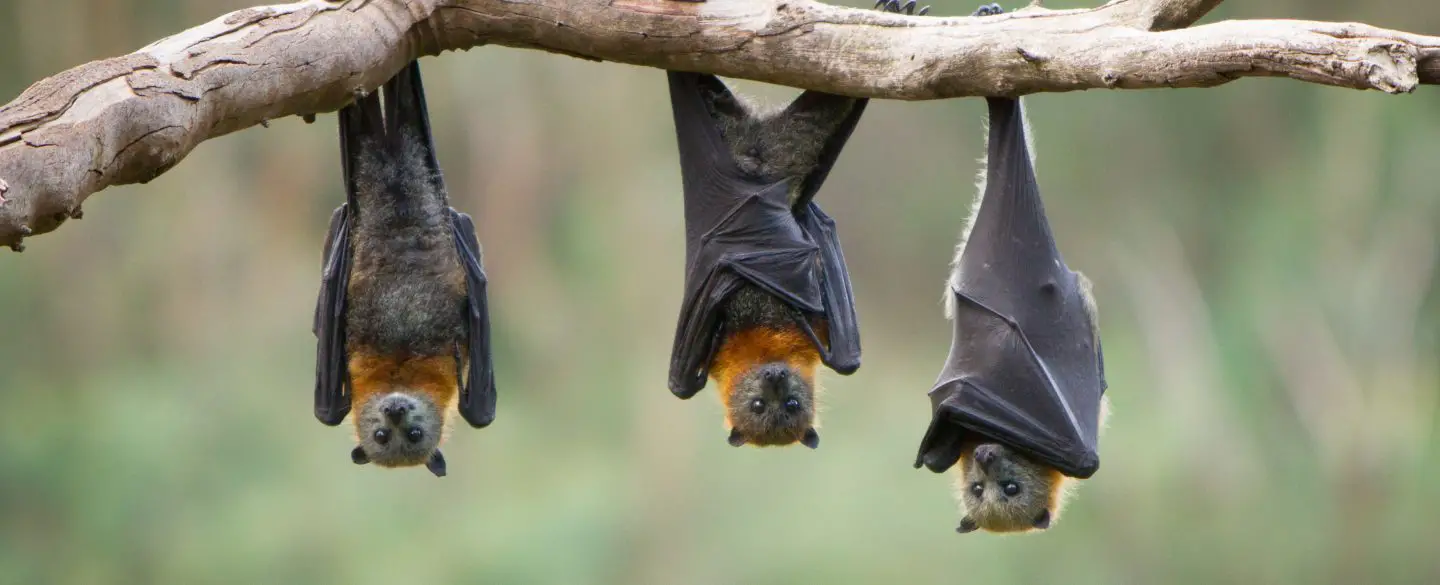 3. Bats