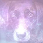 Discover the Spiritual Meaning of a Dog Bite in Your Dreams