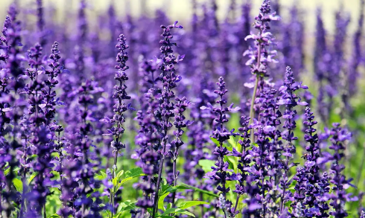 3. Dreaming Of Lavender