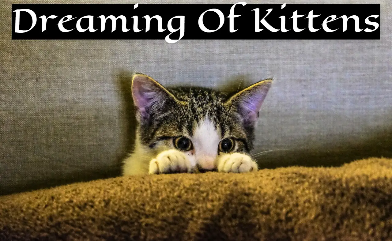 3. Kittens As Representation Of Curiosity
