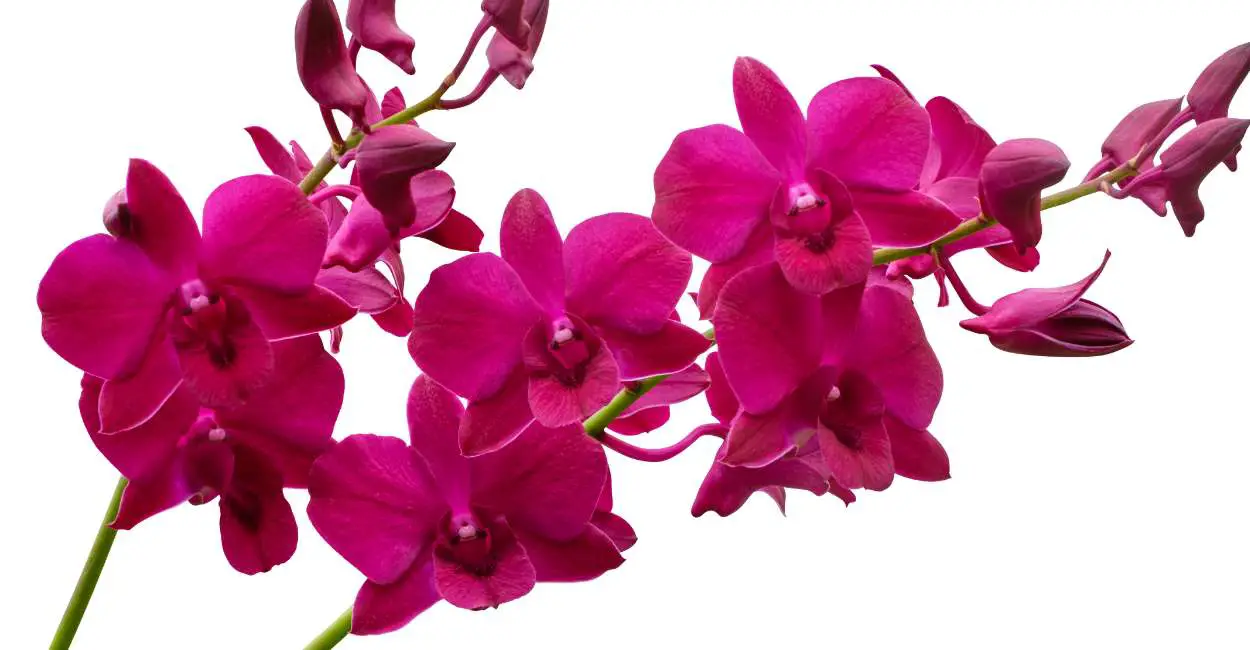 7. Dreaming Of Orchids