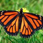 Butterfly: Dream and Spiritual Meanings Behind These Mystical Creatures