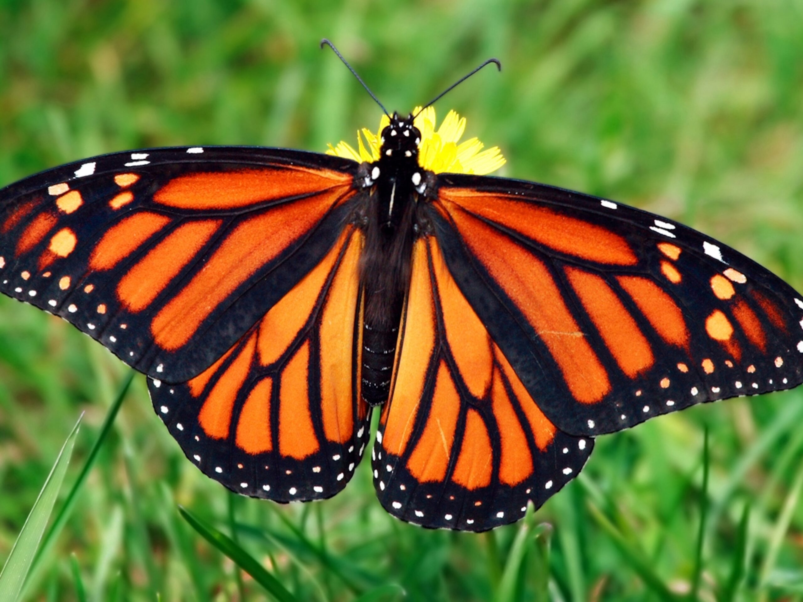 butterfly-dreams-unlocking-the-spiritual-meaning-behind-this-symbolic