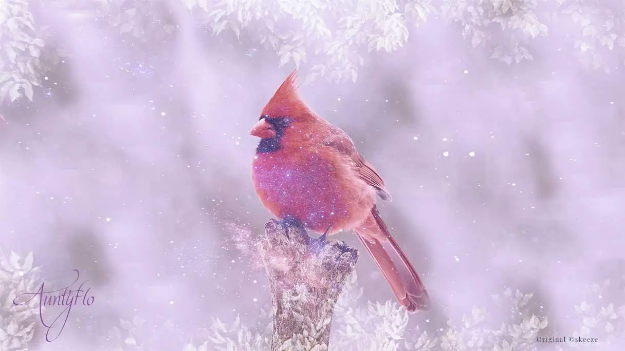 Cardinal Dreams In Relation To Your Life
