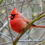 Cardinal: Uncovering the Spiritual Meaning Behind Dreams Featuring the Colorful Bird