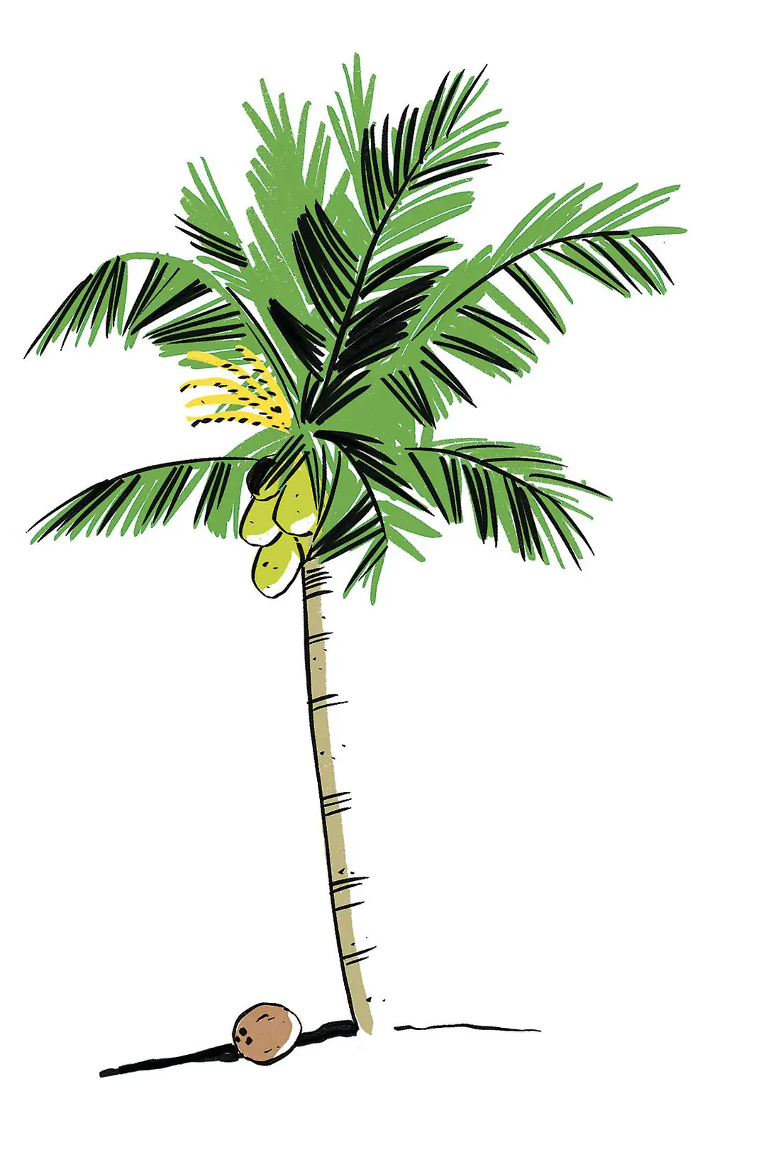 Christian Symbolism Of Palm Trees