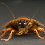 Cockroach: Uncovering the Spiritual and Dream Meaning Behind this Creepy Crawler