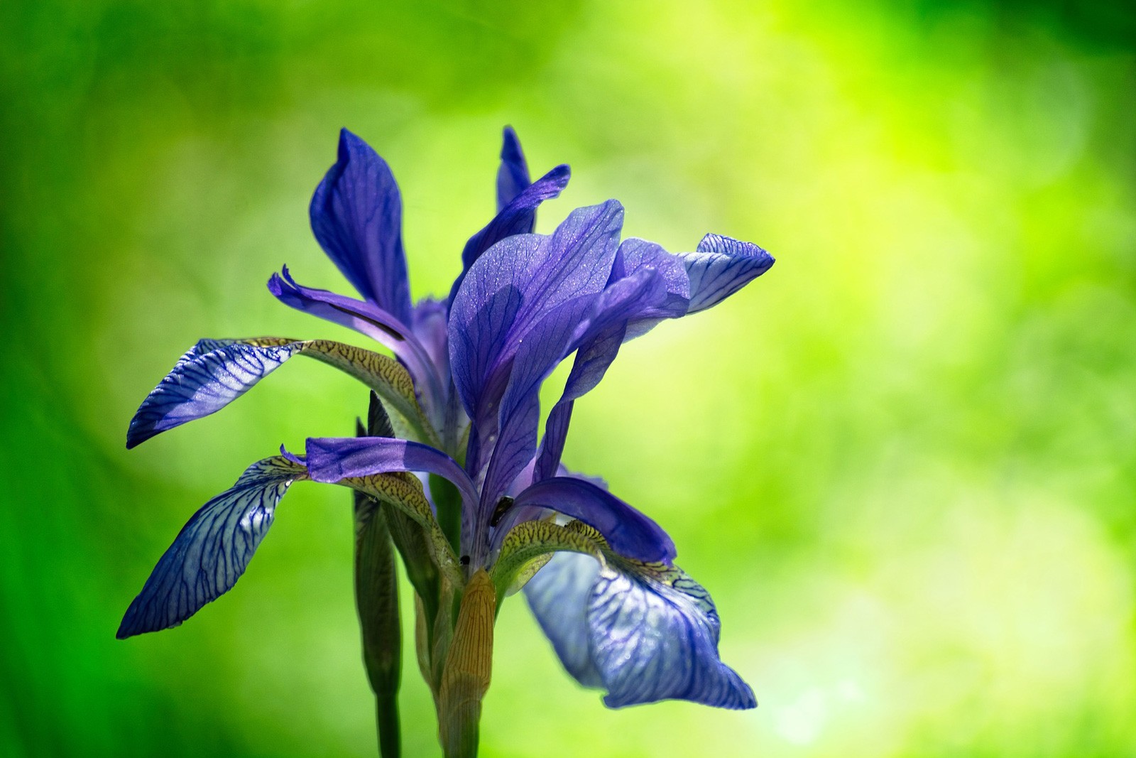 Color And Meaning Of Iris
