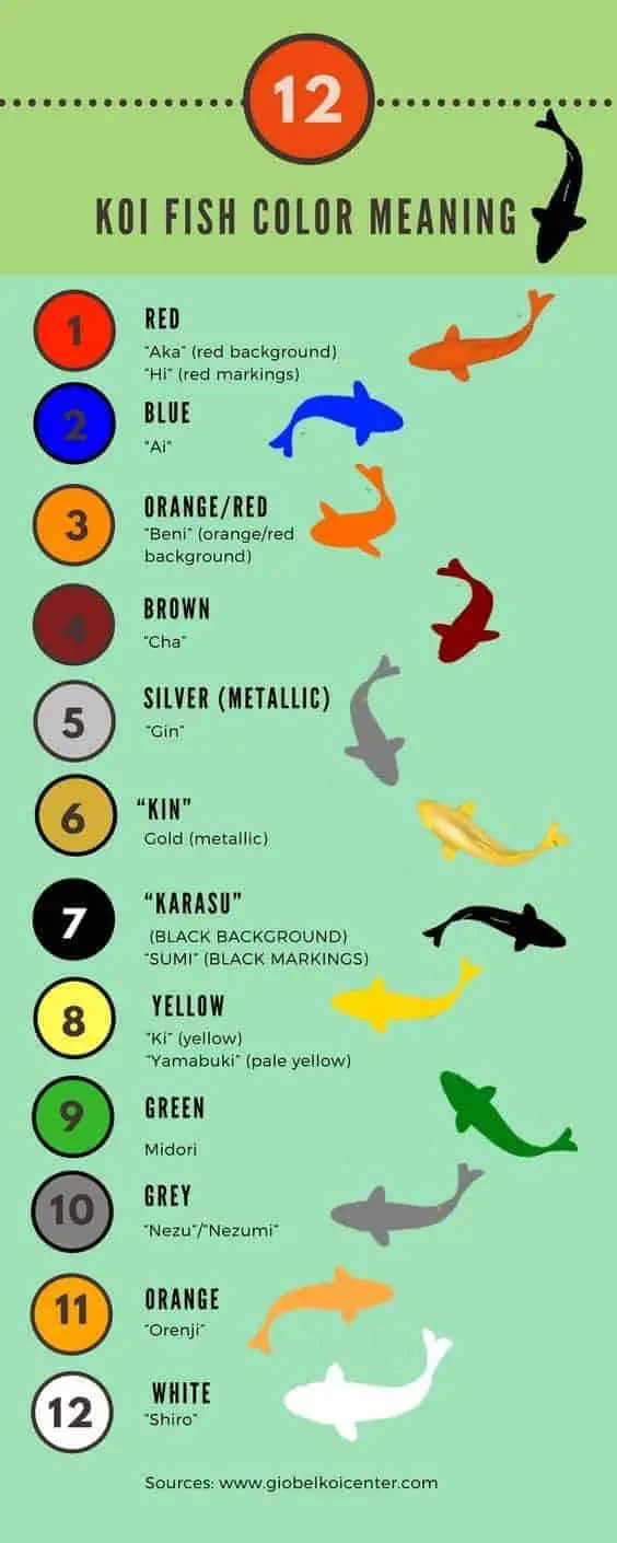 Colors Of Koi Fish And Their Meanings