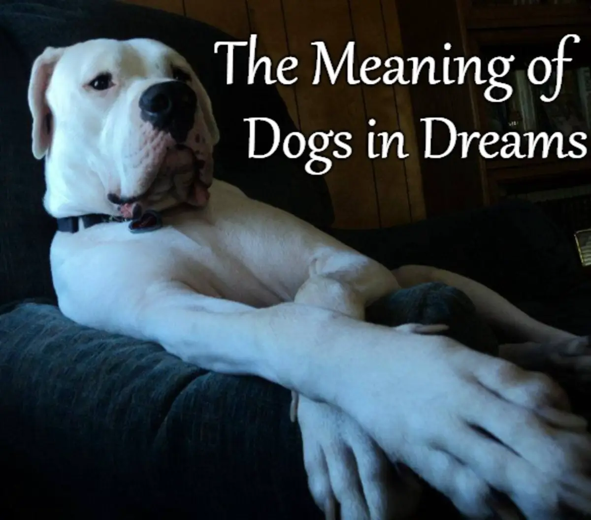 Common Dreams About Killing A Dog