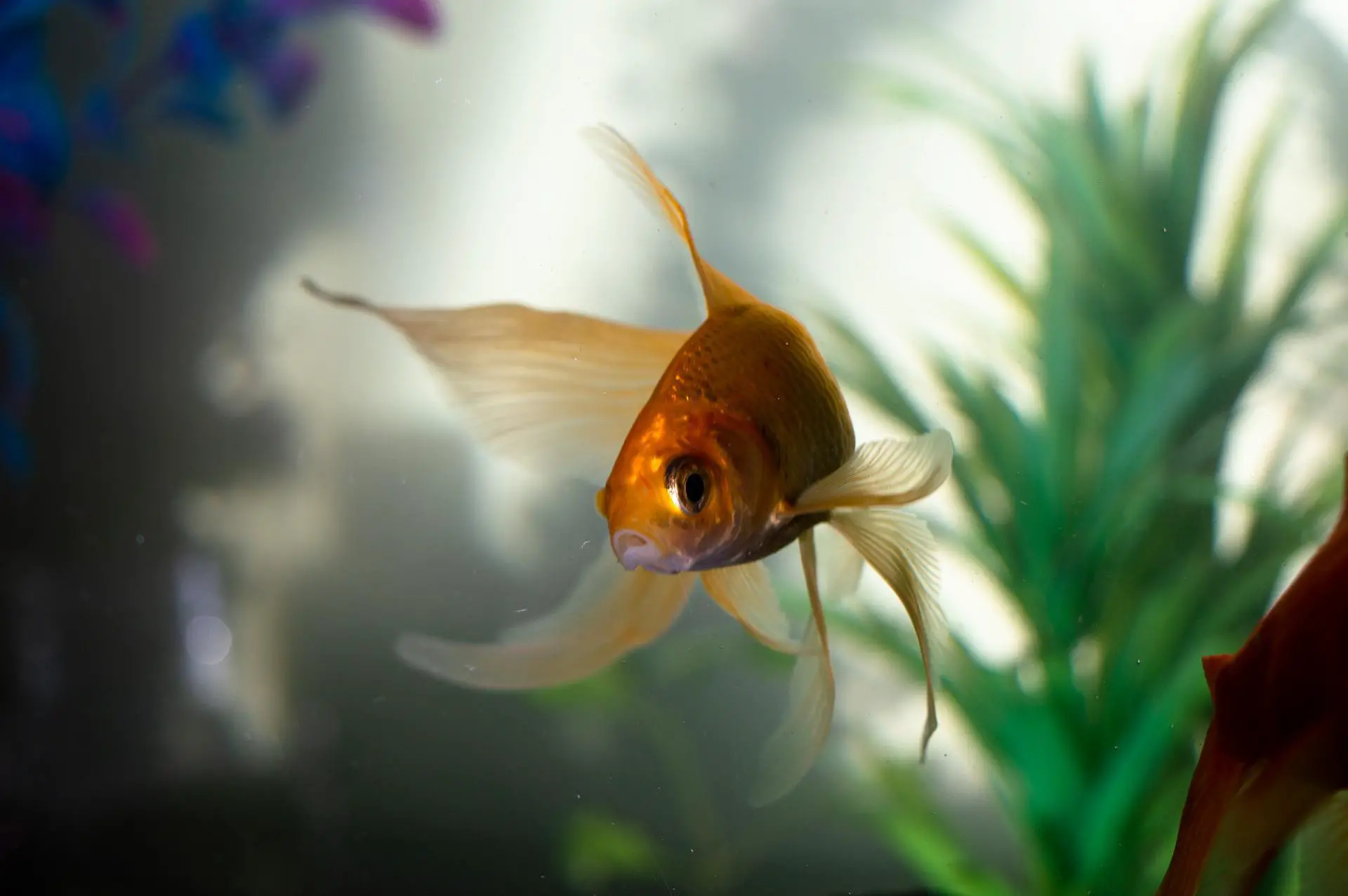 Common Dreams Involving Goldfish