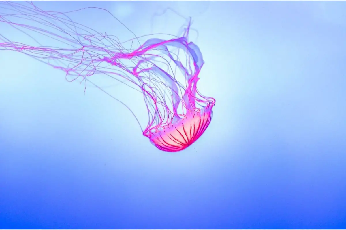Common Symbolic Meanings Of Jellyfish Dreams