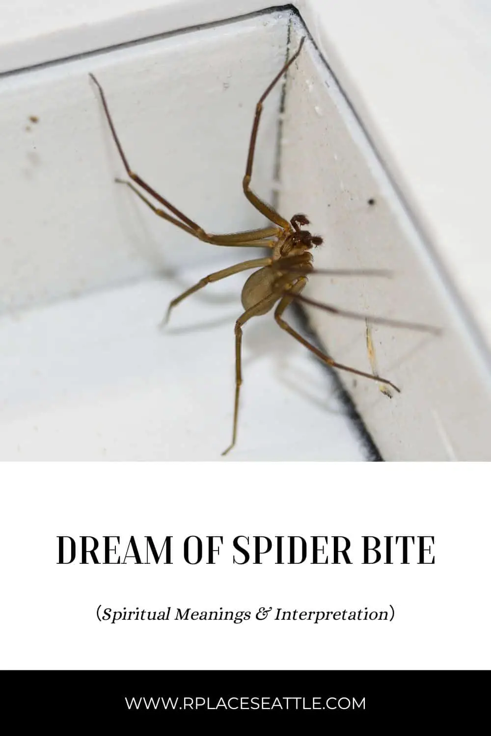 Common Symbols Related To Spider Bite Dreams