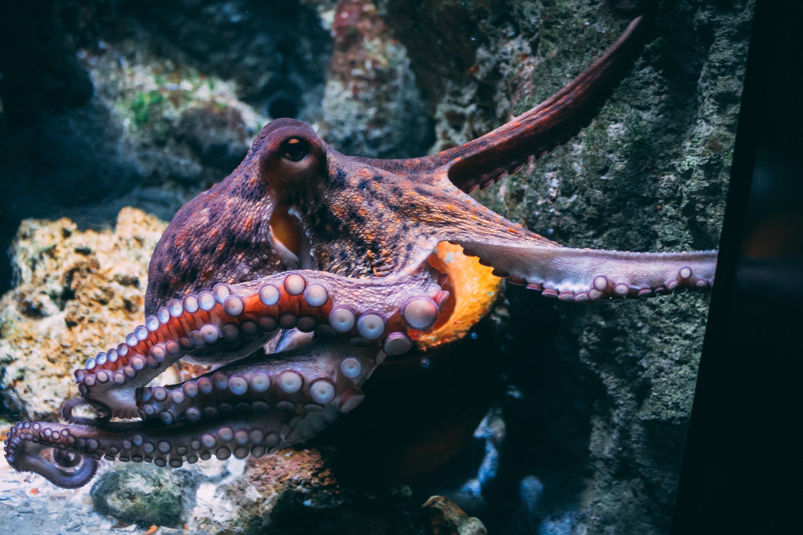 Common Themes Related To The Octopus In Dreams
