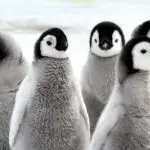 Explore the Spiritual Meaning of Penguins in Your Dreams