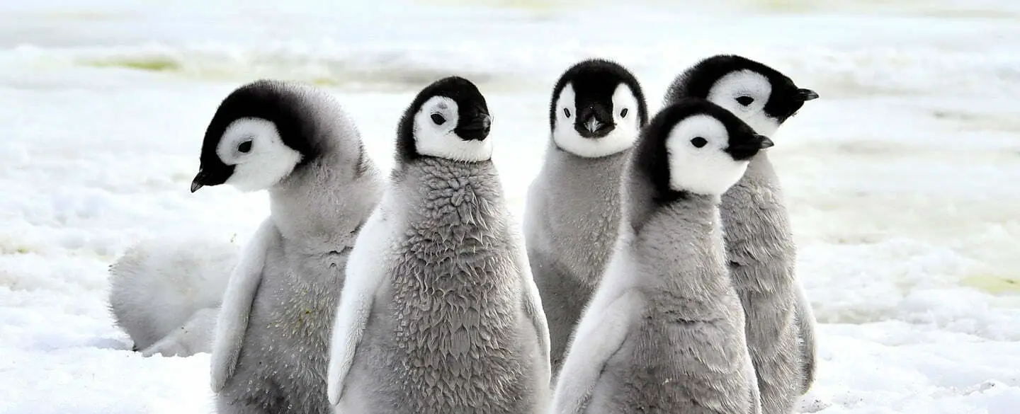 Connecting With The Spiritual Meaning Of Penguins