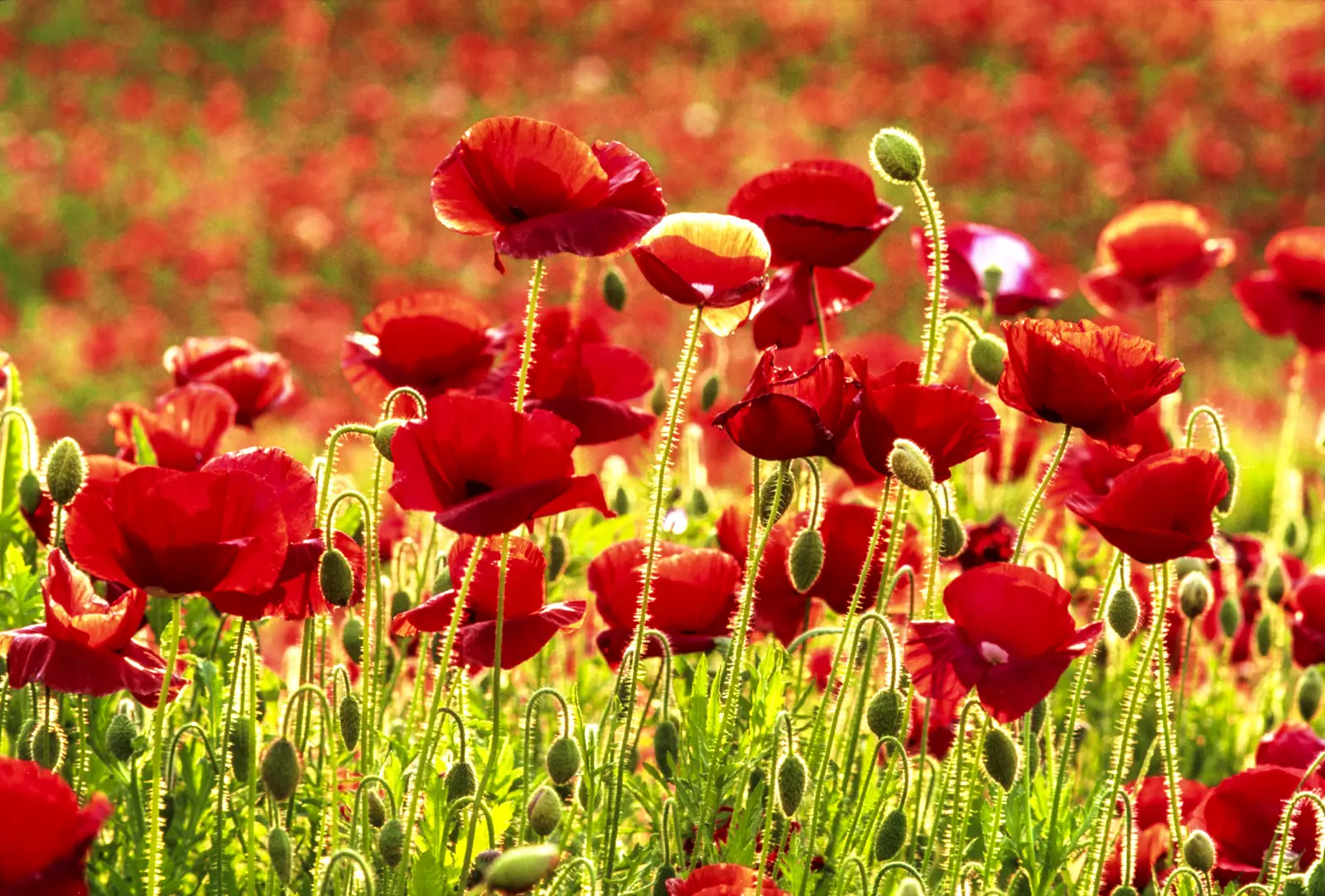 Cultivation And Care Of Poppy Flower