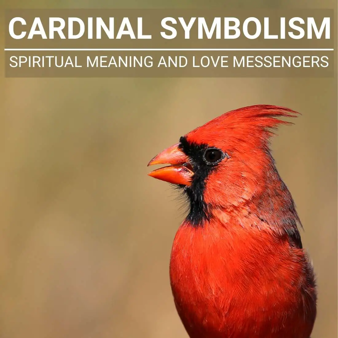 Cultural Meaning Of Cardinals In Dreams