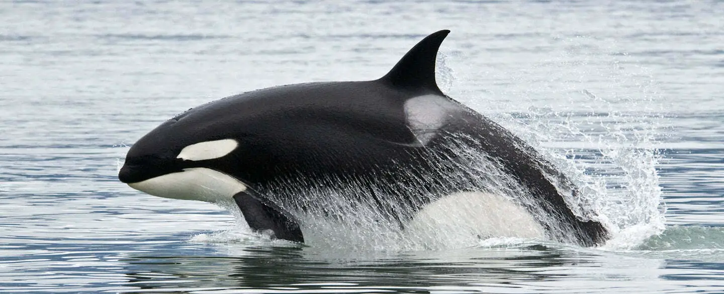 Cultural Meaning Of Killer Whales In Dreams