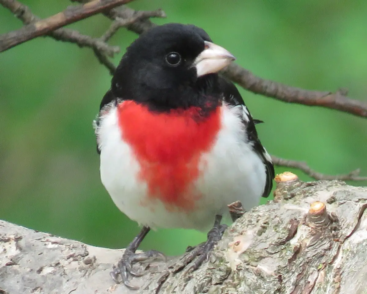 Cultural Significance Of Red Breasted Grosbeak