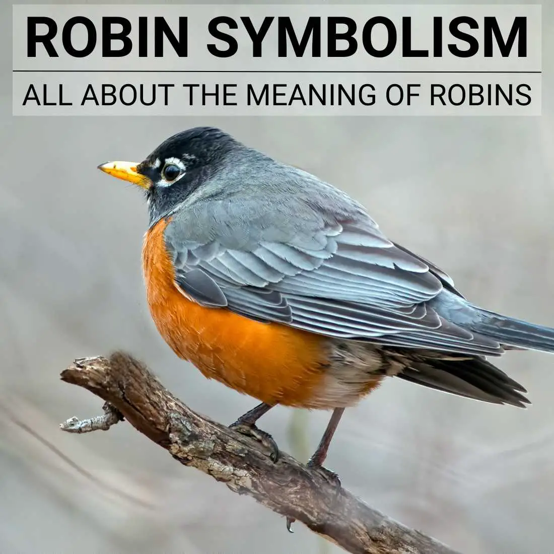 Cultural Significance Of The Robin