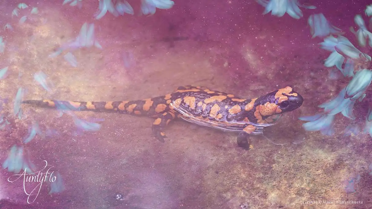 Cultural Symbolism Of Salamander