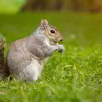 Uncover the Spiritual Meaning of Squirrels in Dreams and Beyond