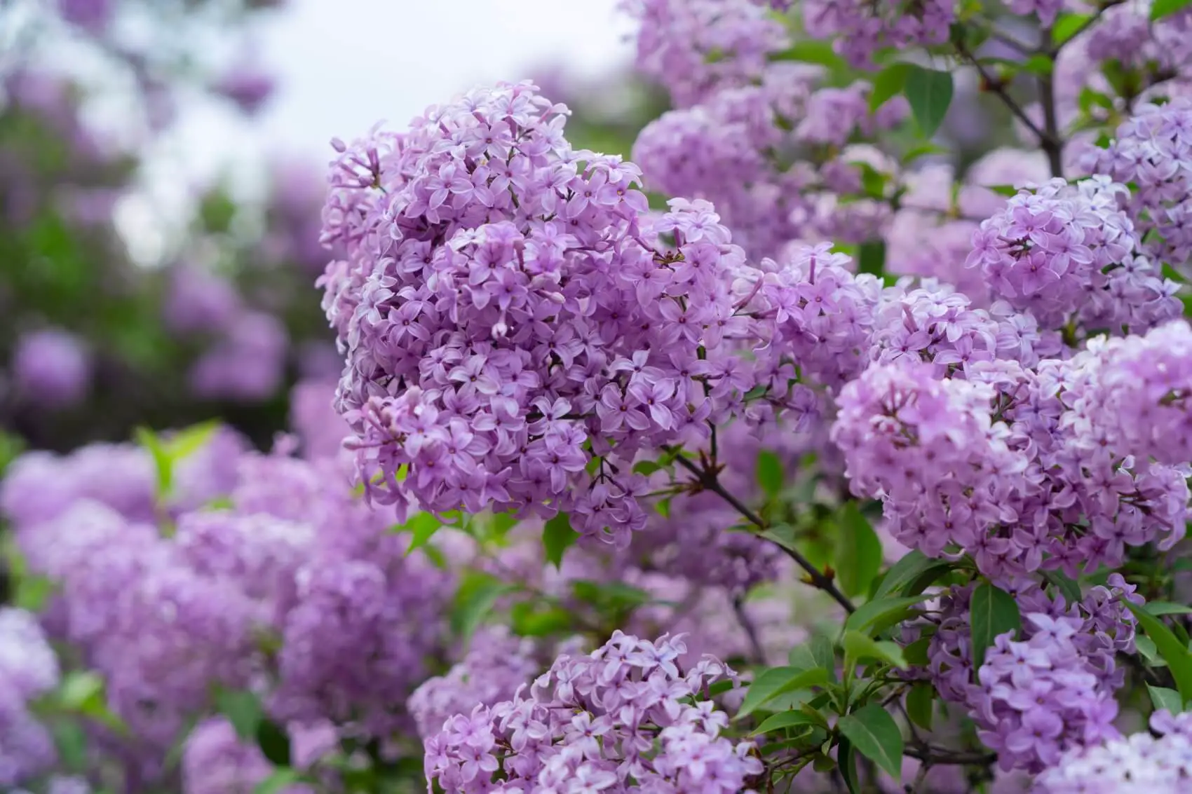 Different Types Of Lilacs