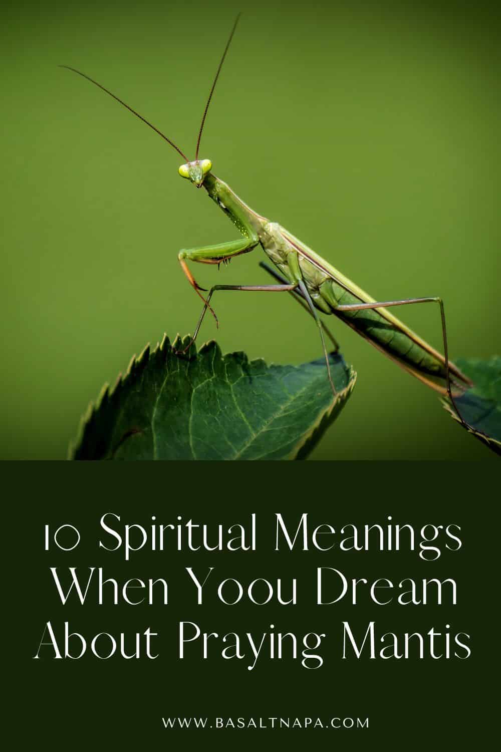 What Does Praying Mantis Mean Dictionary at Nancy Melo blog