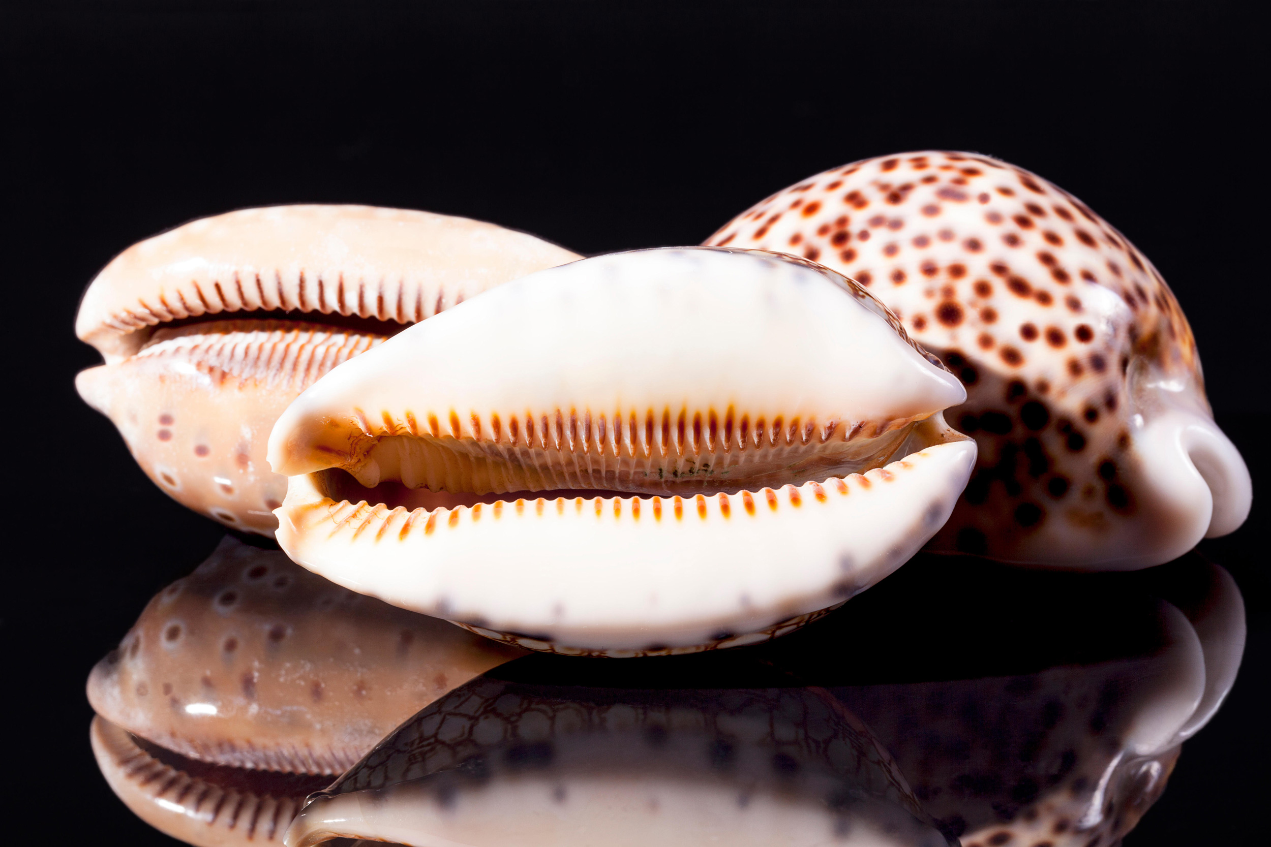 Different Types Of Seashells