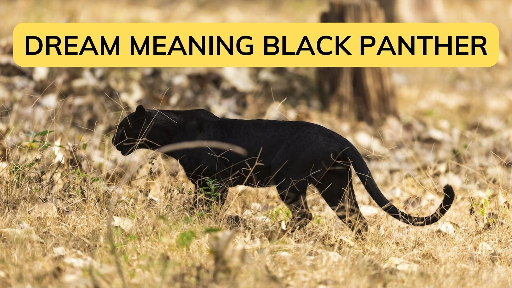 unlocking-the-spiritual-meaning-of-black-panther-dreams