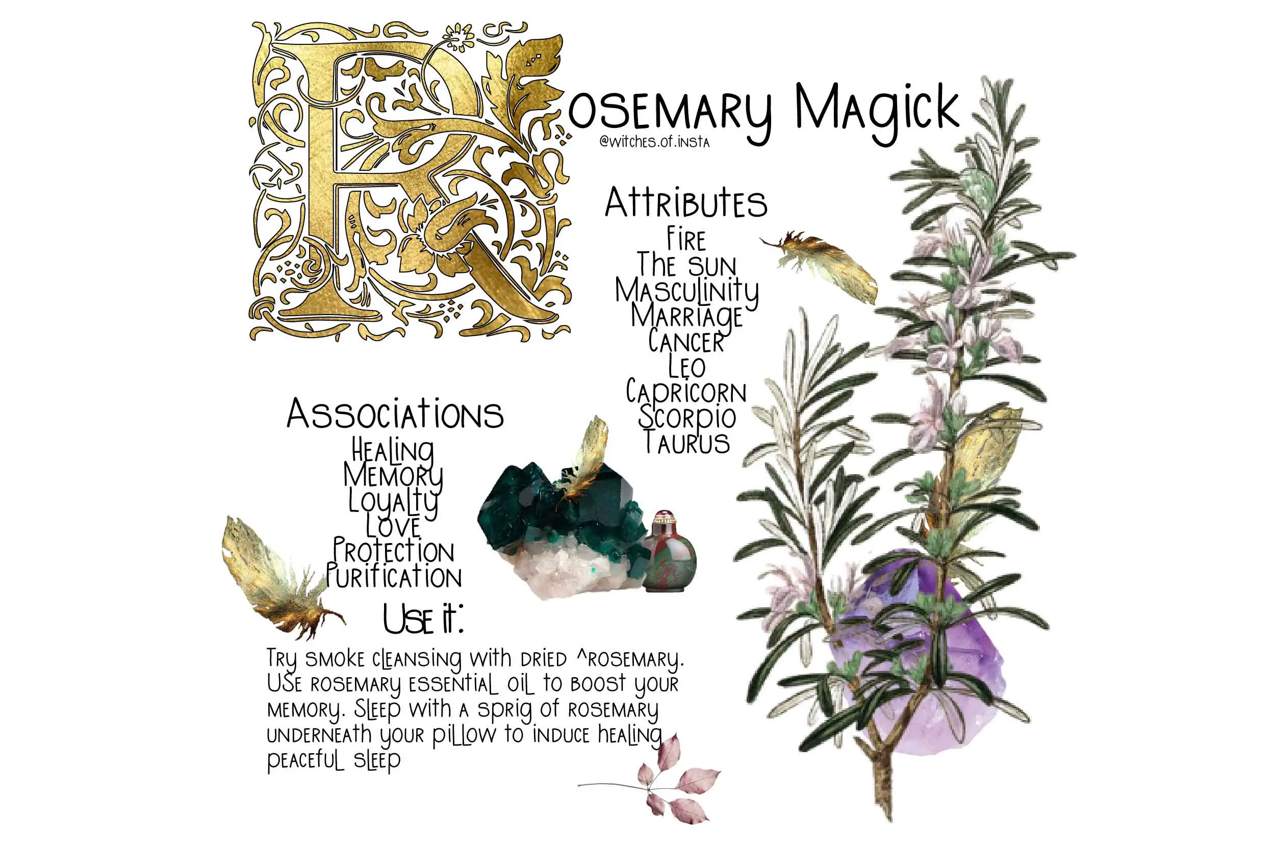 Dream Meaning Of Rosemary