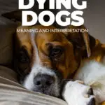Unlocking the Spiritual Meaning of Dreaming About a Dying Dog