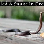 Unlock the Spiritual Meaning Behind Your Dream of Killing a Snake