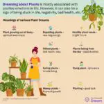Dream of Plants in Pots: Uncovering the Spiritual Meaning Behind Your Dreams