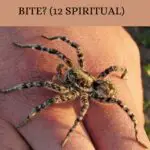 Uncovering the Spiritual Meaning Behind Dreams of Spider Bites