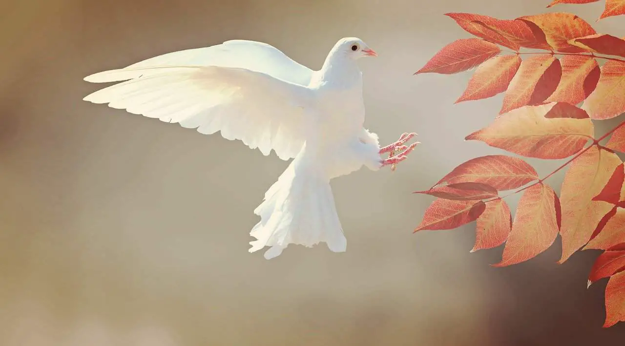 Dream Of White Bird In Different Cultures