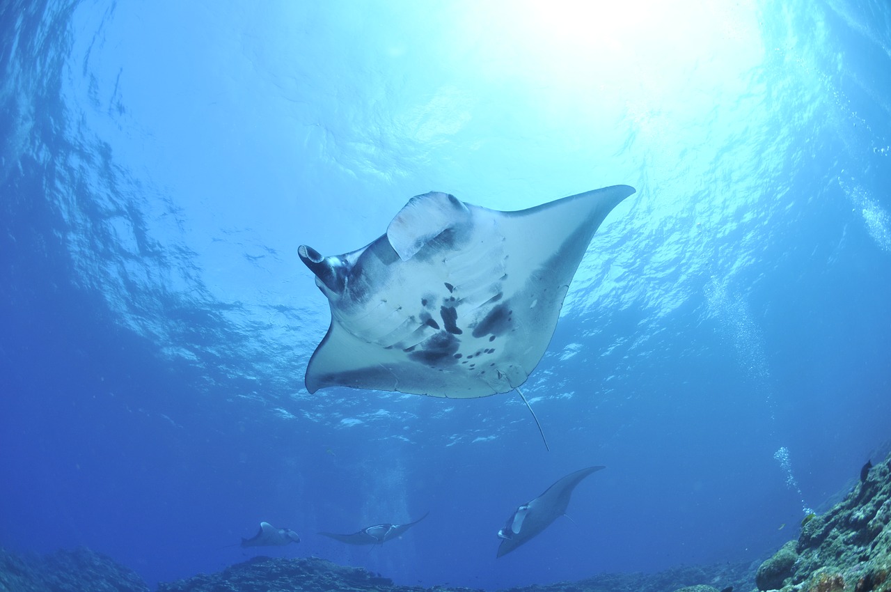 Dreaming About Stingrays As A Message