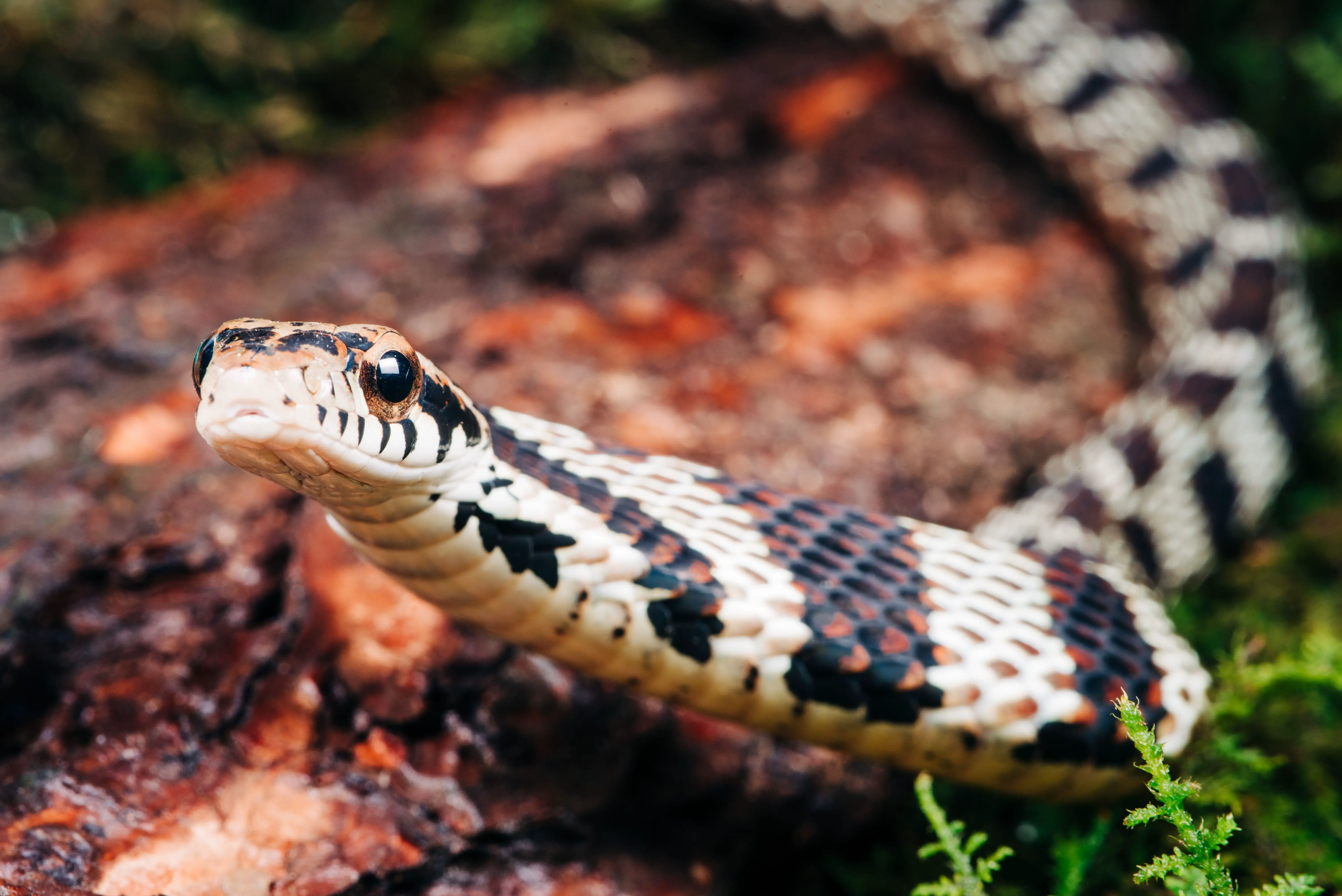 Discover the Spiritual Meaning of Dreaming of a Big Snake Python