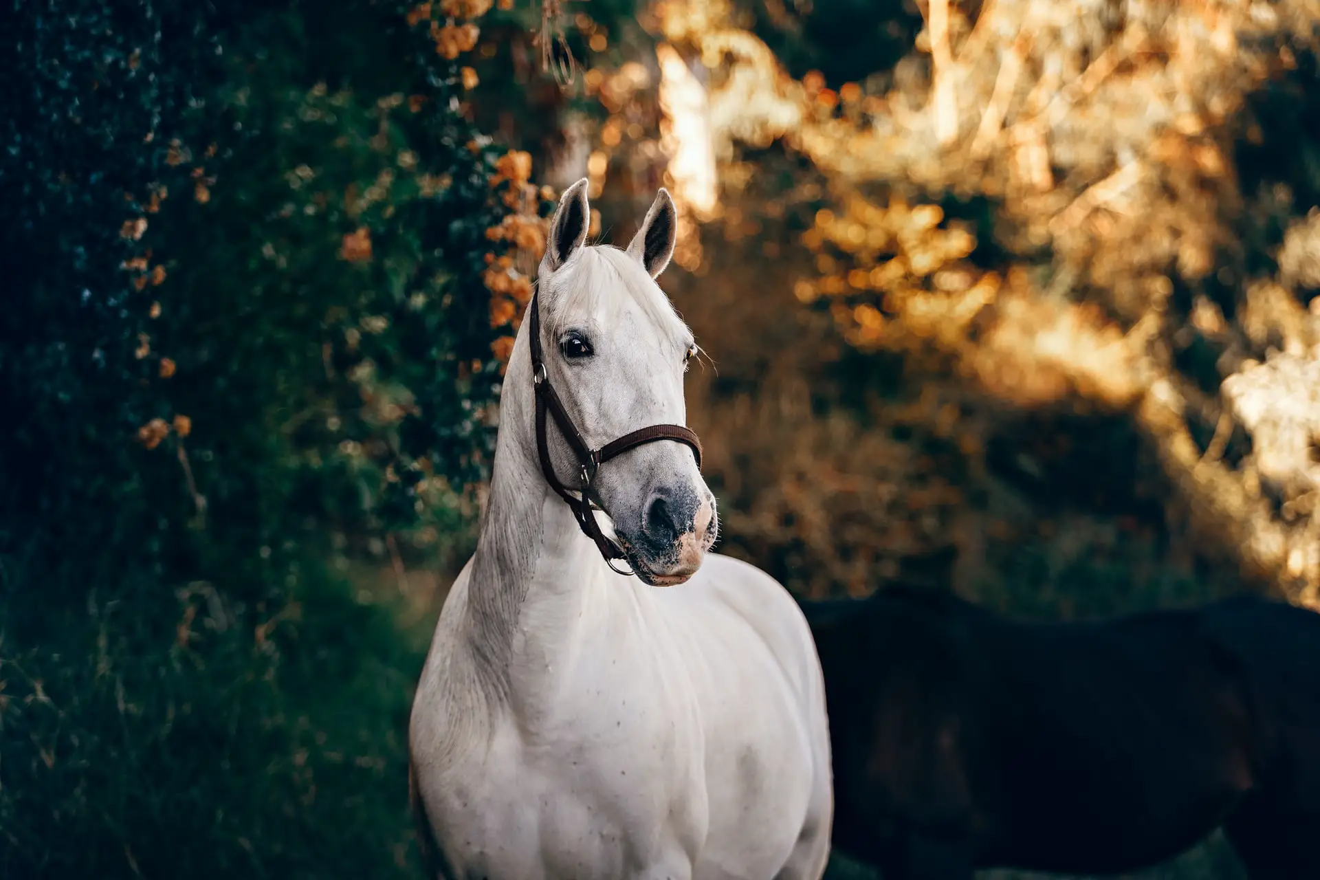 Dreaming Of A White Horse: Other Meanings