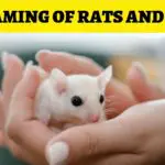 Discover the Spiritual Meaning of Dreaming of Mice and Rats