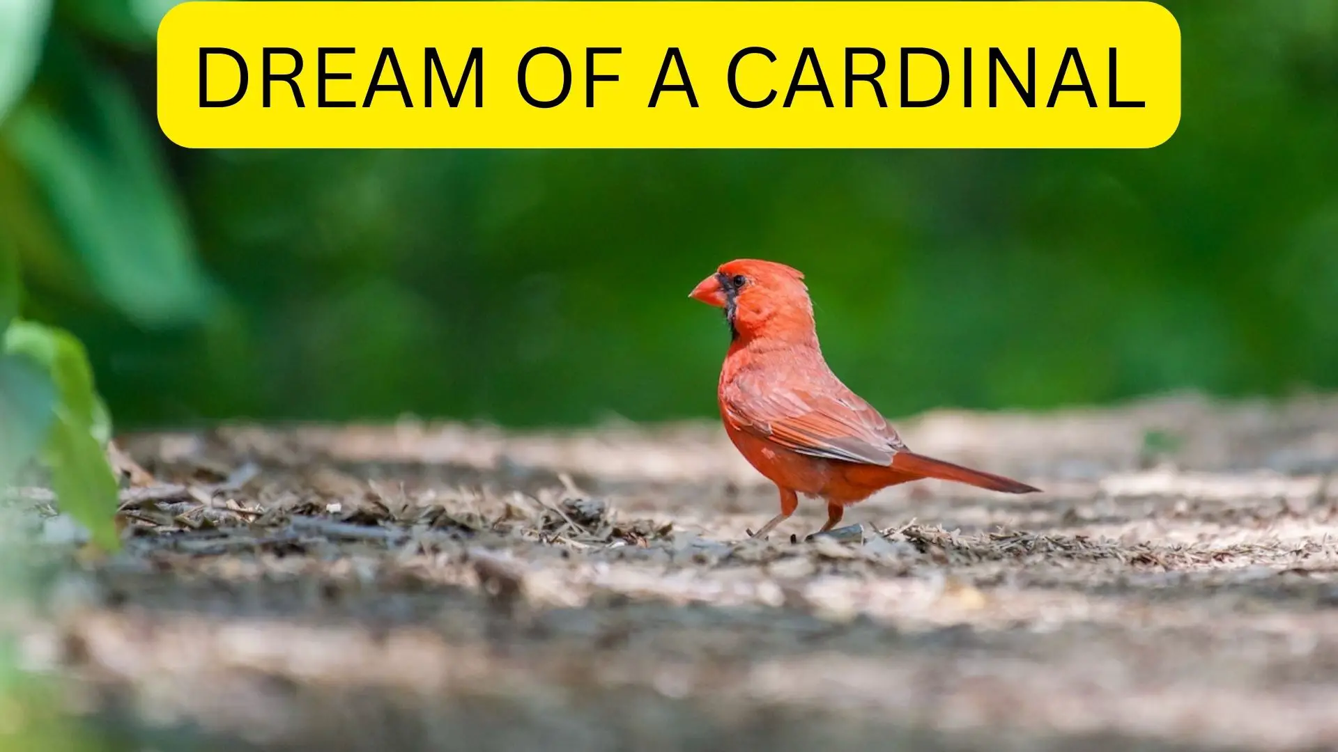 Dreams About Cardinals