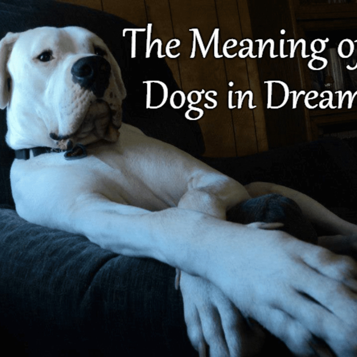 Dreams About Dogs In Different Cultures