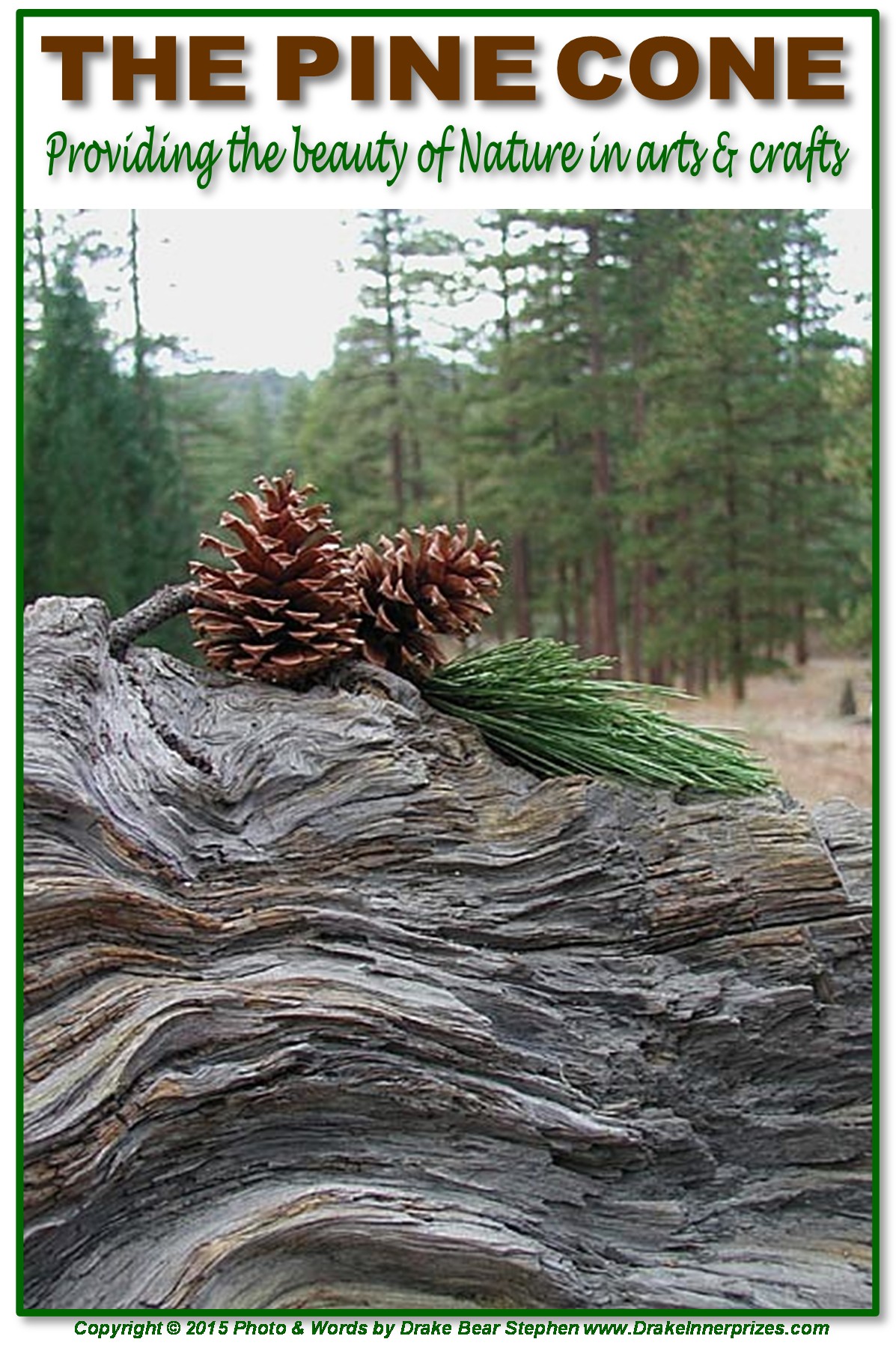 Dreams About Gathering Pine Cones