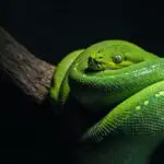 Discover the Spiritual Meaning of Snakes in Your Dreams