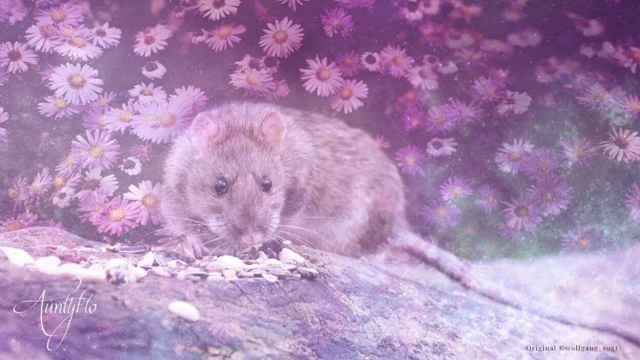 Dreams About Mice And Rats As Representations Of The Subconscious