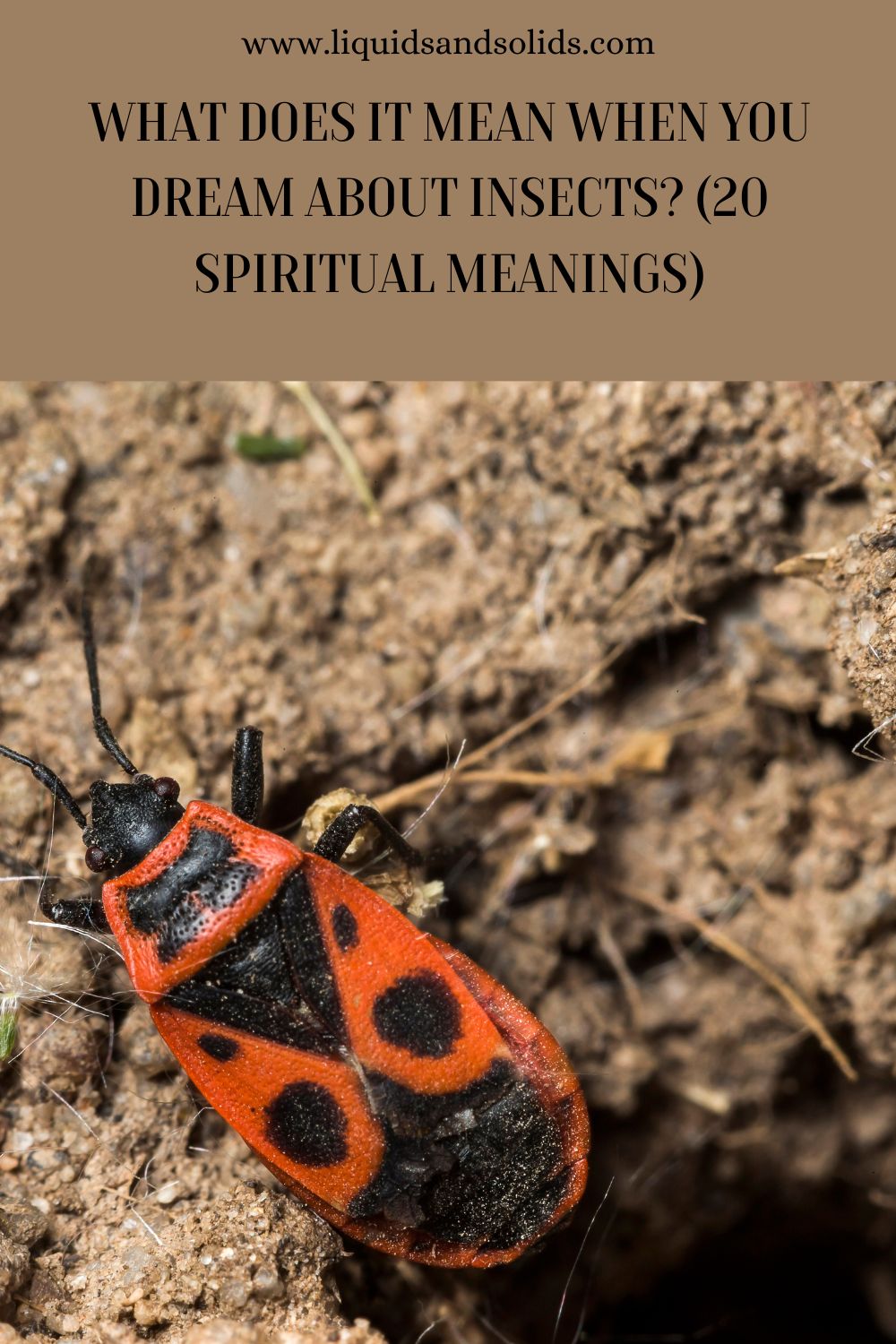 uncover-the-spiritual-meaning-of-insects-in-your-dreams