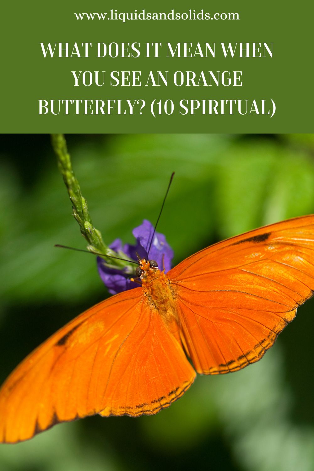 Dreams Meaning Of An Orange Butterfly