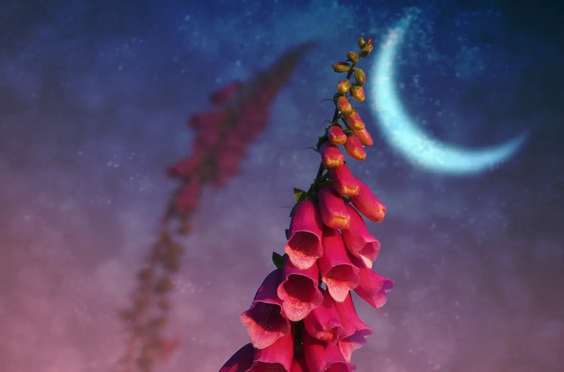 Dreams Meaning Of Flower Moon